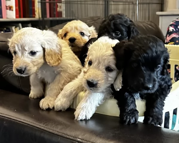 Regala i nostri cuccioli di COCKAPOO maschio e femmina