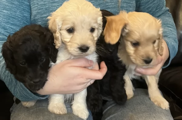 Regala i nostri cuccioli di COCKAPOO maschio e femmina | Foto 1