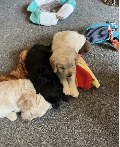 Regala i nostri cuccioli di COCKAPOO maschio e femmina | Foto 0