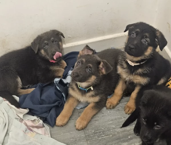 Regala i nostri cuccioli di German shepherd maschio e femmina | Foto 2