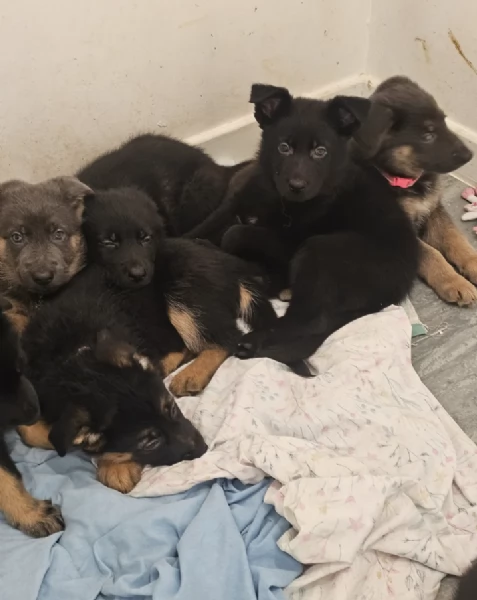 Regala i nostri cuccioli di German shepherd maschio e femmina | Foto 1