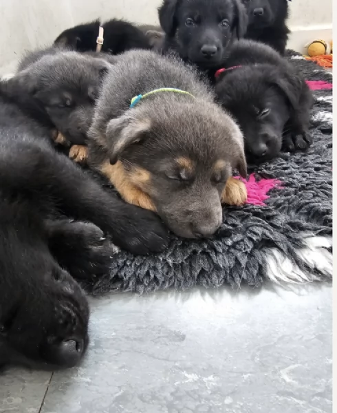 Regala i nostri cuccioli di German shepherd maschio e femmina
