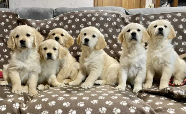 Regala i nostri cuccioli di Golden Retriever maschio e femmina | Foto 2