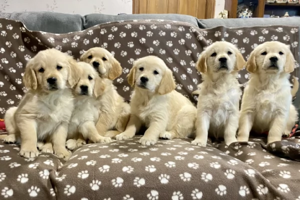 Regala i nostri cuccioli di Golden Retriever maschio e femmina