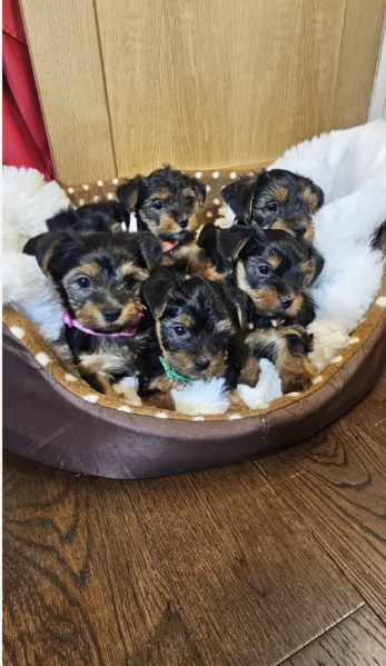 Regala i nostri cuccioli di Yorkshire Terrier maschio e femmina