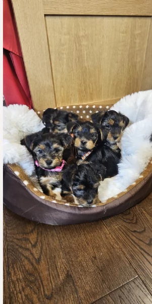 Regala i nostri cuccioli di Yorkshire Terrier maschio e femmina | Foto 2