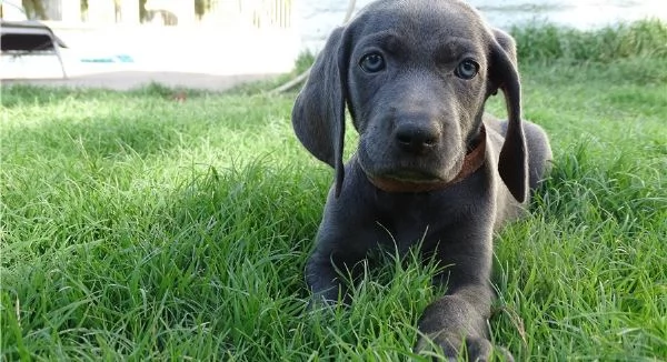 weimaraner prezzo