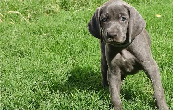 Weimaraner