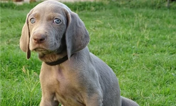 Cucciolo di Lance Weimaraner