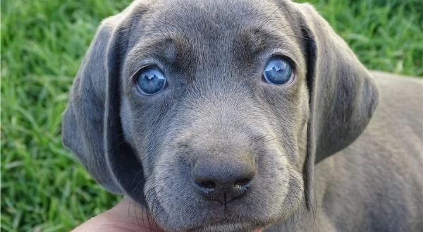 Cucciolo di Weimaraner Lily