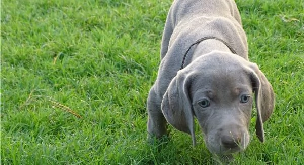 Cucciolo di Leo Weimaraner
