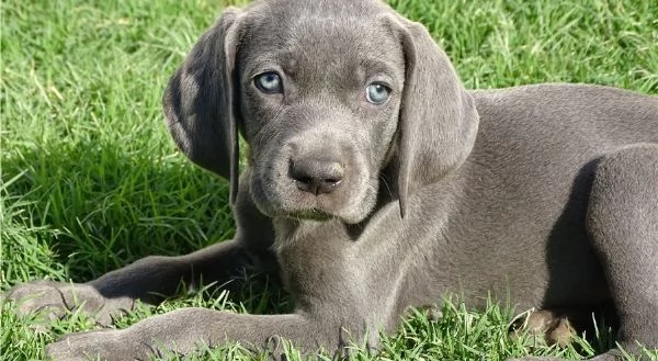 Cucciolo di Abby Weimaraner