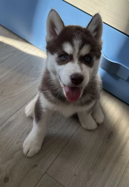 Cuccioli husky siberiano 
