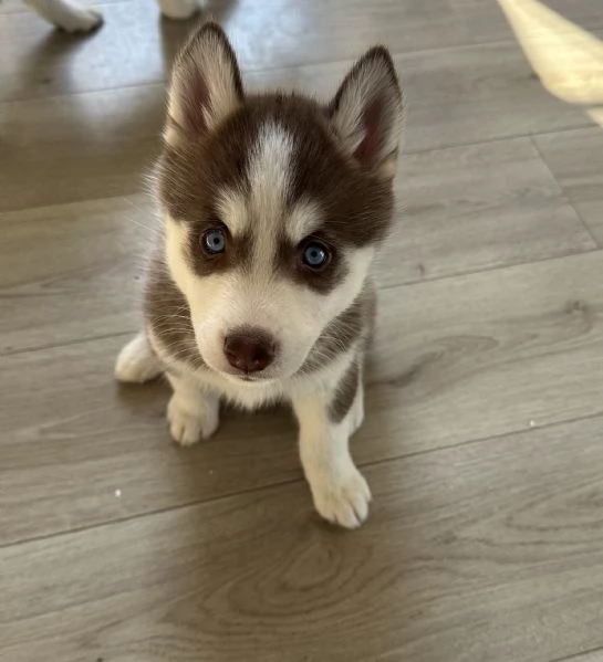 Cuccioli husky siberiano  | Foto 3