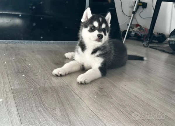 Cuccioli husky siberiano  | Foto 2