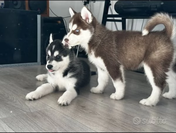 Cuccioli husky siberiano  | Foto 1