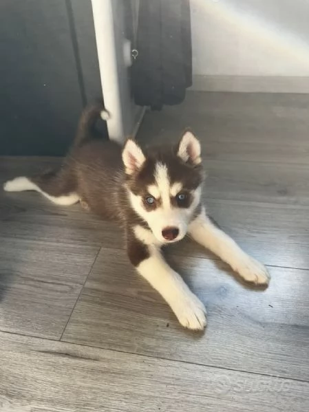 Cuccioli husky siberiano  | Foto 0