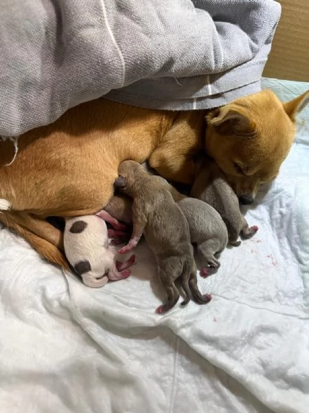 Chihuahua toy | Foto 0