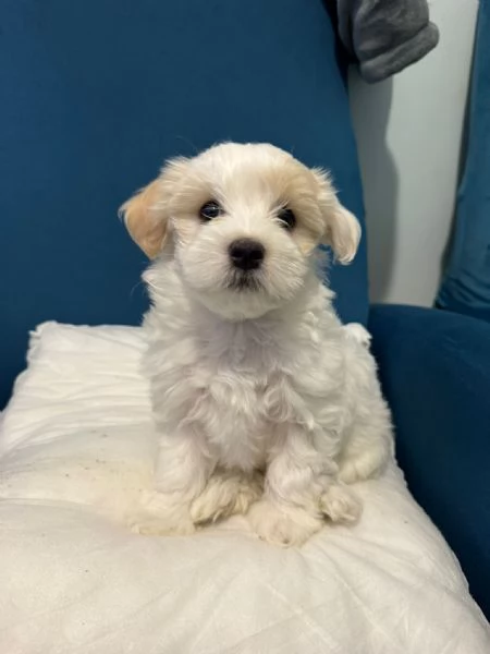 Vendo cuccioli Maltese di 2 mesi  | Foto 1