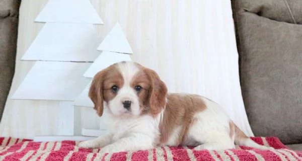 Cucciolo di Cavalier King Charles Spaniel Lexi
