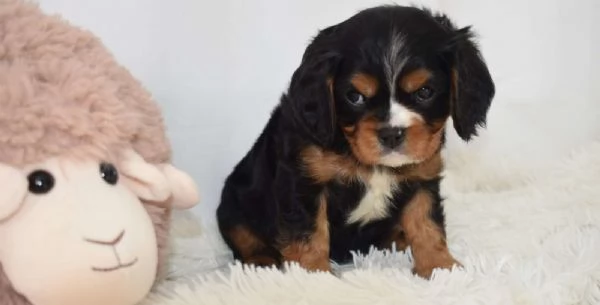 Cucciolo di Cavalier King Charles Spaniel Leo | Foto 0