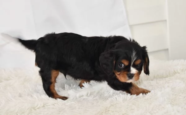 Cucciolo di Cavalier King Charles Spaniel Leo