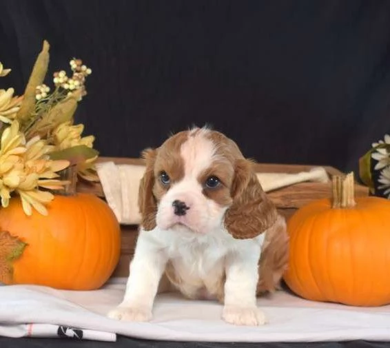 Cucciolo di Cavalier King Charles Spaniel Yogi