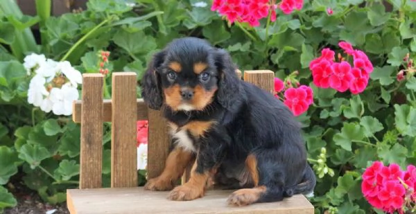 Cucciolo di Cavalier King Charles Spaniel Leo