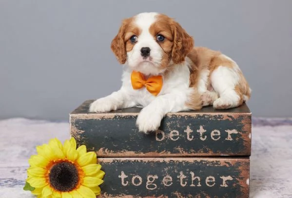 Cucciolo di Cavalier King Charles Spaniel Ryder