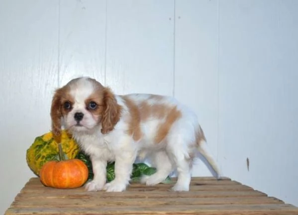 Cucciolo di Cavalier King Charles Spaniel Daisy