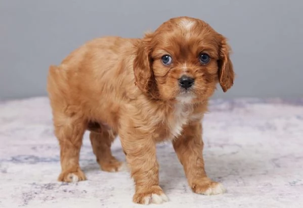 Cucciolo di Cavalier King Charles Spaniel da inseguire