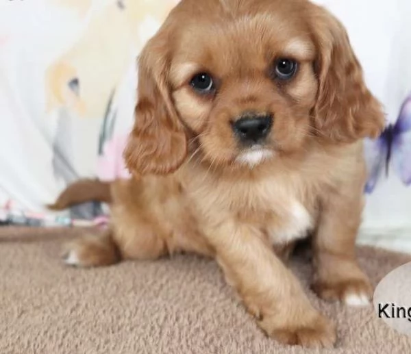 Cucciolo di Cavalier King Charles Spaniel Andy