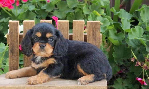 Cucciolo di Cavalier King Charles Spaniel Lila