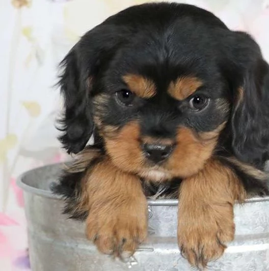 Cucciolo di Cavalier King Charles Spaniel Asher