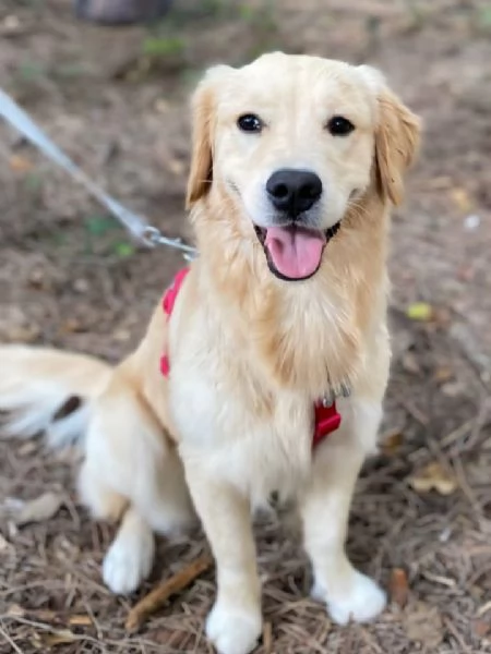Golden retriever 