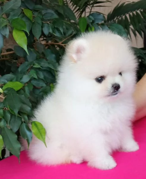 Felice casa bellissimo cucciolo di Pomerania maschio e femmina | Foto 4
