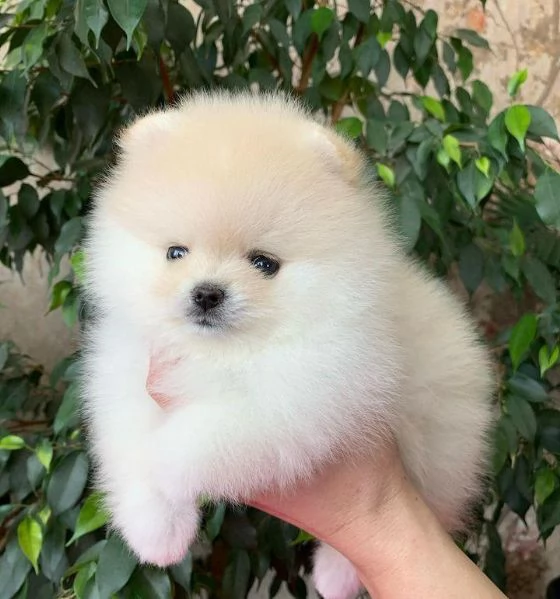 Felice casa bellissimo cucciolo di Pomerania maschio e femmina | Foto 3