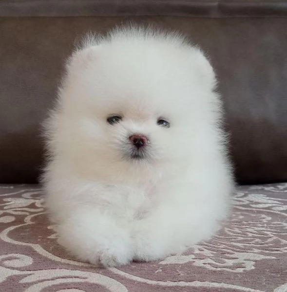 Felice casa bellissimo cucciolo di Pomerania maschio e femmina | Foto 2