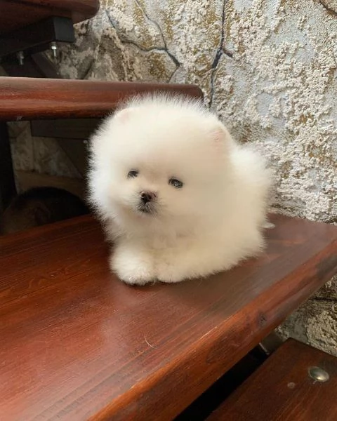 Felice casa bellissimo cucciolo di Pomerania maschio e femmina | Foto 1