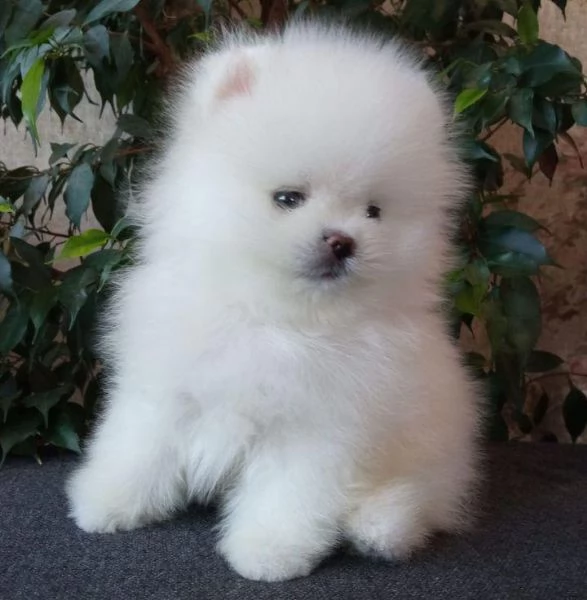 Felice casa bellissimo cucciolo di Pomerania maschio e femmina