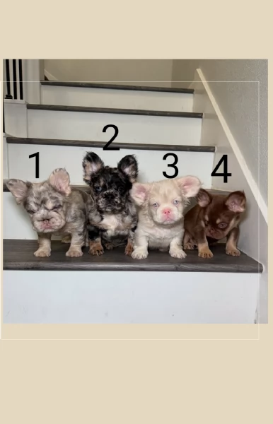  Cucciolata eccezionale di cuccioli di Bulldog Francese