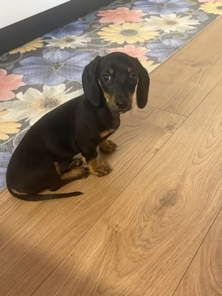 Bassotto femmina | Foto 0