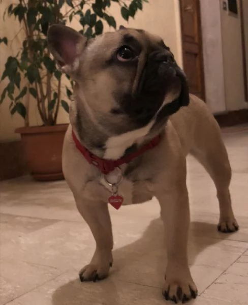 Cuccioli Bulldog Francese