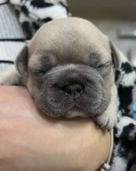Cuccioli Bulldog Francese | Foto 5
