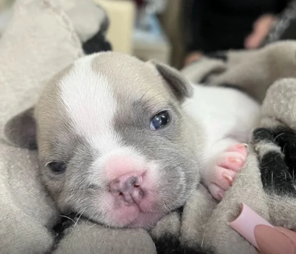 Cuccioli Bulldog Francese | Foto 4