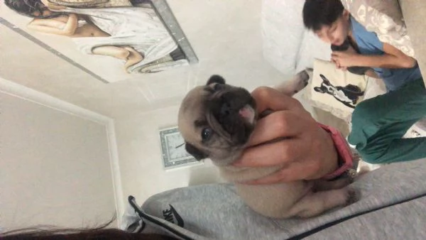 Cuccioli Bulldog Francese | Foto 3