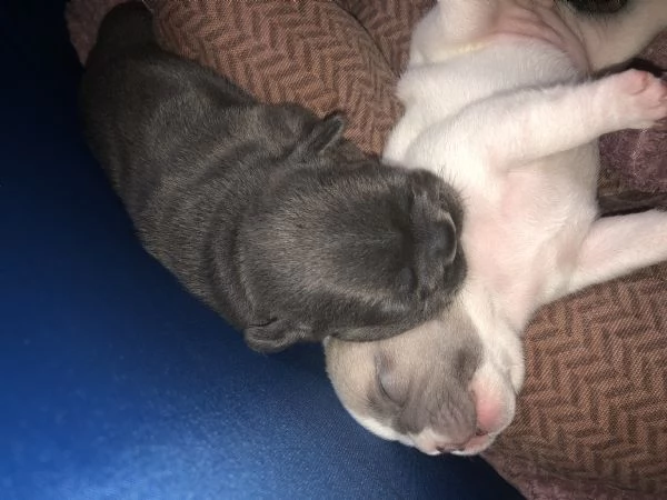 Cuccioli Bulldog Francese | Foto 2