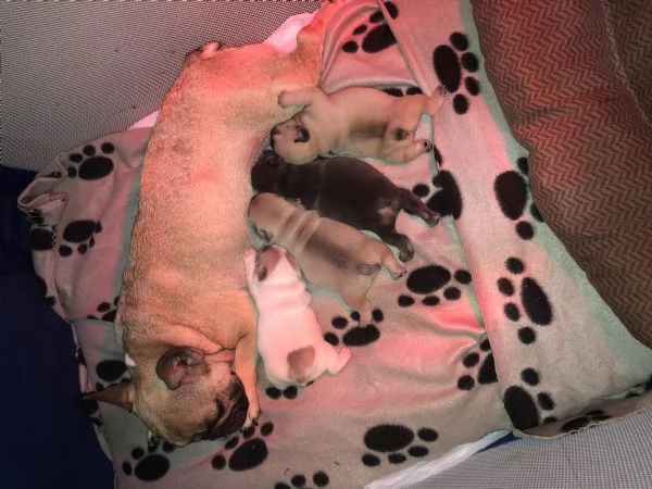 Cuccioli Bulldog Francese | Foto 1