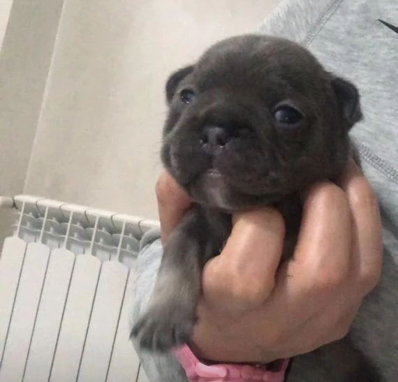 Cuccioli Bulldog Francese | Foto 0