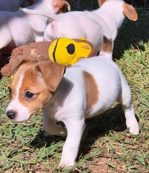 Jack Russell cuccioli maschio e femmina | Foto 0